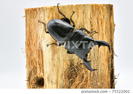 蘇門答臘Dorcus titanus 蘇門答臘Dorcus titanus 75522002
