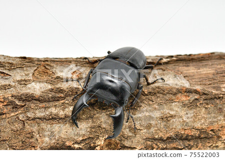 蘇門答臘Dorcus titanus 蘇門答臘Dorcus titanus 75522003