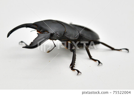 蘇門答臘Dorcus titanus 75522004
