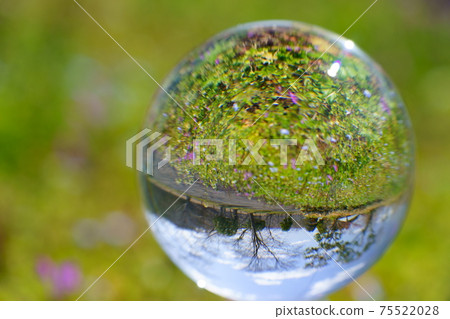 春季野花和鏡球11 75522028