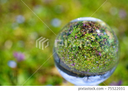 Spring wildflowers and lens balls 14 Spring wildflowers and lens balls 14 75522031