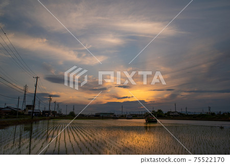 在稻田中反映出的落日的天空 75522170
