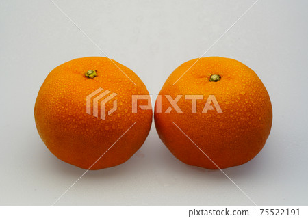 Brand mandarin orange Asumi from Mie prefecture 75522191