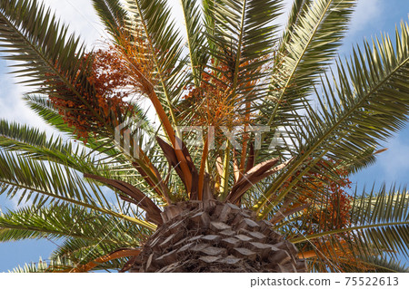 Palms branches with dates under blue sky. Light clouds, sunny day Palms branches with dates under blue sky. Light clouds, sunny day 75522613