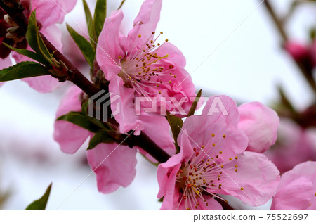 Peach blossom March 75522697