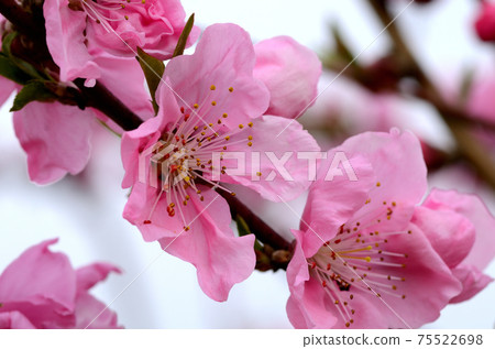 Peach blossom March 75522698