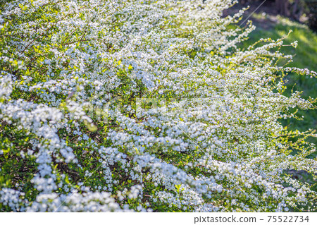 雪柳，白花植物 75522734