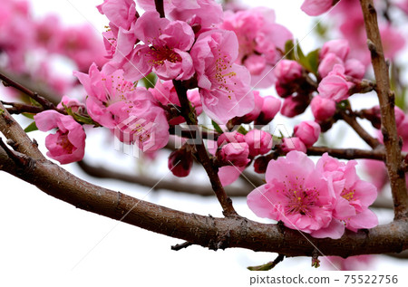 桃花三月 桃花三月 75522756