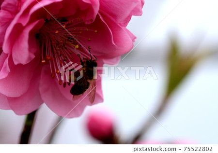 桃花三月 桃花三月 75522802