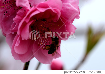 桃花三月 桃花三月 75522803