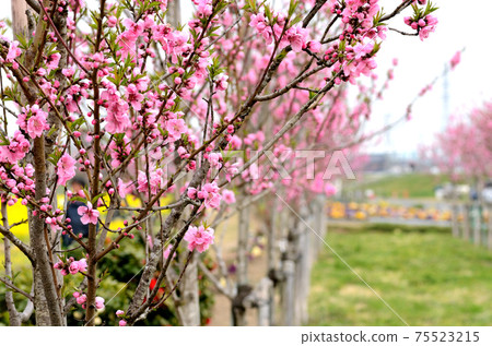 Peach blossom March 75523215