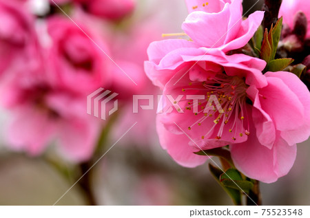 桃花三月 桃花三月 75523548
