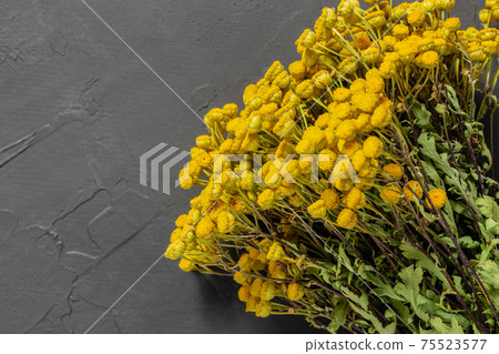 Dry tansy tanacetum vulgare, alternative herbal medicine, natural anti-inflammatory antimicrobial plant for therapy on gray concrete background with copy space 75523577
