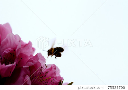 桃花三月 桃花三月 75523700