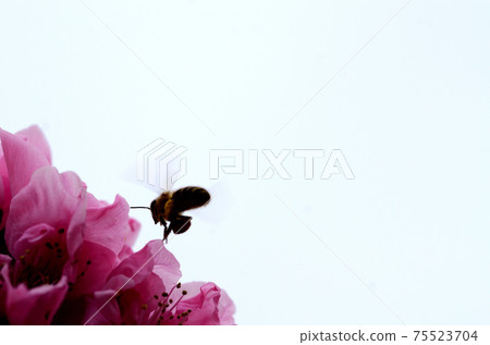 桃花三月 桃花三月 75523704