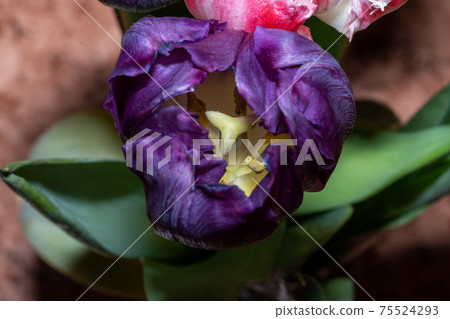 Tulip flowers close up. Macro shooting. Tulip flowers close up. Macro shooting. 75524293