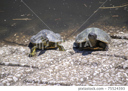 外殼上的紅耳滑塊 外殼上的紅耳滑塊 75524393