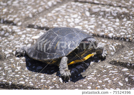 Red-eared slider in the shell Red-eared slider in the shell 75524396