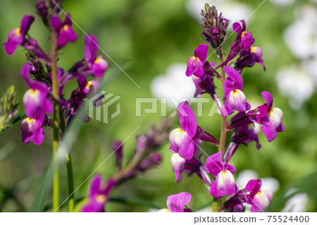 亮粉色金魚草 75524400