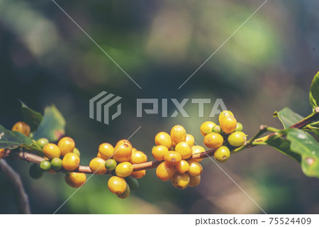 Yellow coffee bean berry plant fresh seed coffee tree growth in Yellow Bourbon eco organic farm. Close up yellow ripe seed berries harvest arabica coffee garden. Fresh coffee bean green leaf bush 75524409