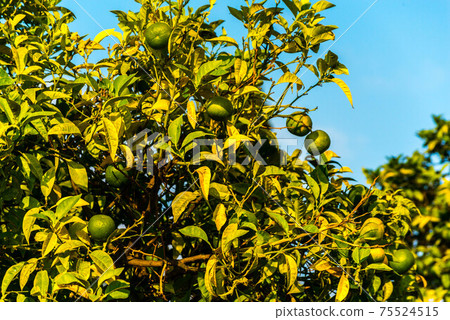Orange garden with ripening orange lemon fruits on the trees with green leaves 75524515