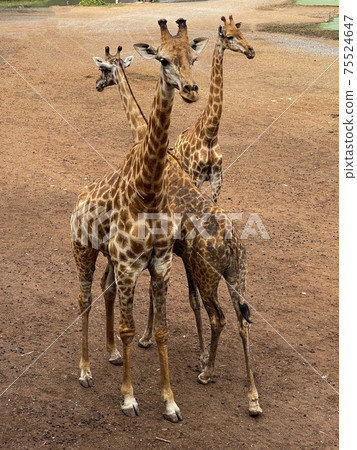 Zoo giraffes stand on floor waiting for food feeding. 75524647