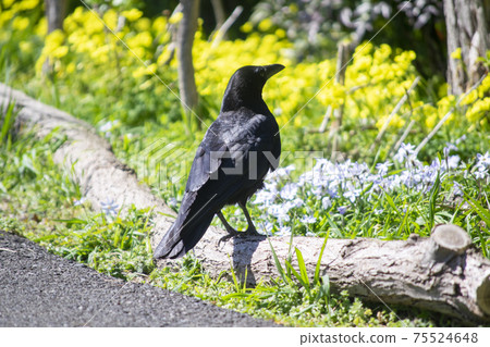 Crow and yellow bermuda buttercup flowers 75524648