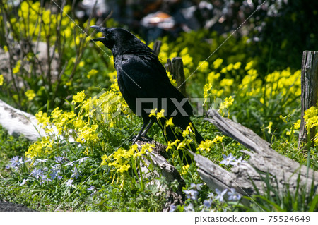 Crow and yellow bermuda buttercup flowers 75524649