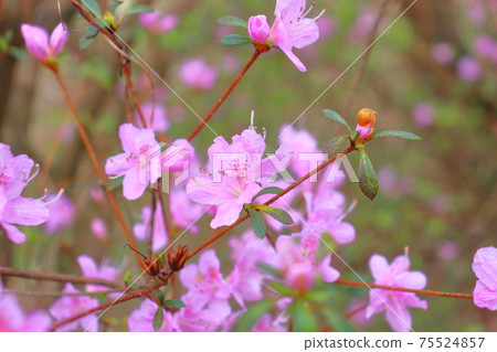 杜鵑花杜鵑花 杜鵑花杜鵑花 75524857
