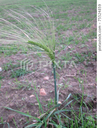 Barley ears in January Barley ears in January 75524859