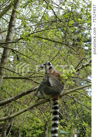 Ring tailed lemur Ring tailed lemur 75524937
