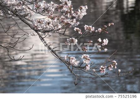 Cherry blossoms on the river Cherry blossoms on the river 75525196