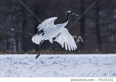 譚蝶(Tsurui村) 譚蝶(Tsurui村) 75525281