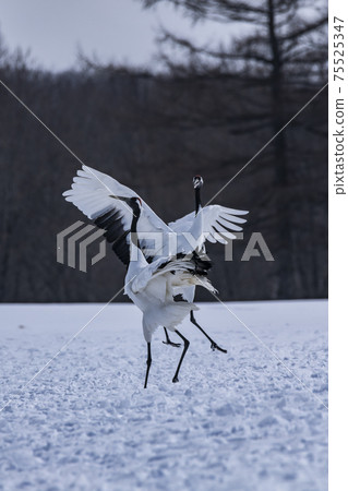 譚蝶（Tsurui村） 75525347