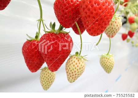 Strawberries that grow in a greenhouse Strawberries that grow in a greenhouse 75525582