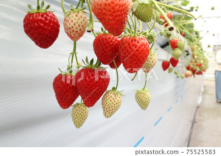 Strawberries that grow in a greenhouse Strawberries that grow in a greenhouse 75525583
