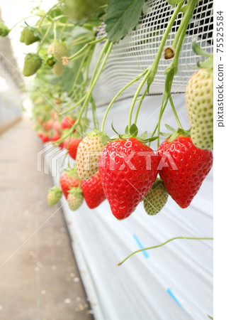 Strawberries that grow in a greenhouse Strawberries that grow in a greenhouse 75525584