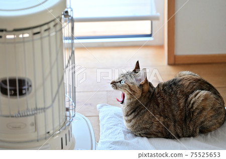 Life with a cat Special seat 1 Life with a cat Special seat 1 75525653