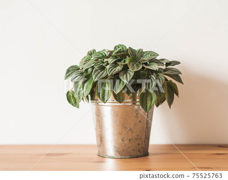 Peperomia argyreia houseplant in pot on white background 75525763