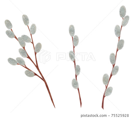 手繪植物褪色柳插畫貓柳 75525928