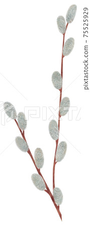 手繪植物褪色柳插畫貓柳 75525929
