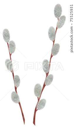 Hand-painted plant pussy willow illustration cat willow Hand-painted plant pussy willow illustration cat willow 75525931