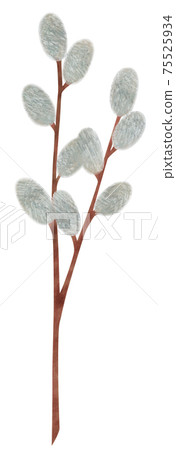 Hand-painted plant pussy willow illustration cat willow 75525934