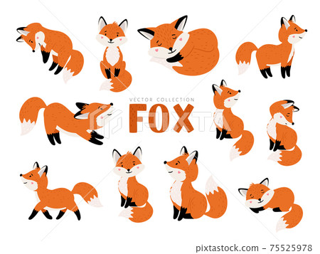 Funny fox set Funny fox set 75525978