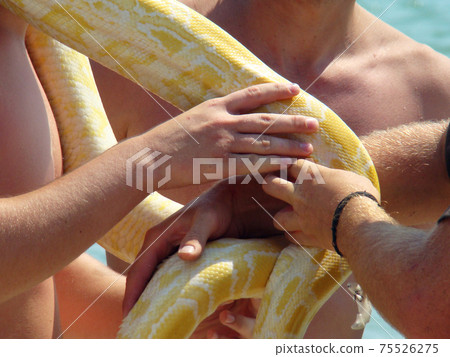 boa constrictor 75526275