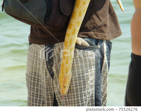 boa constrictor boa constrictor 75526276