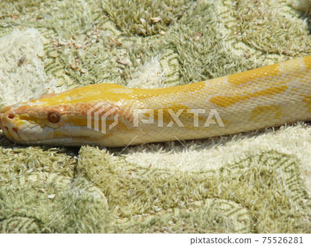 boa constrictor boa constrictor 75526281