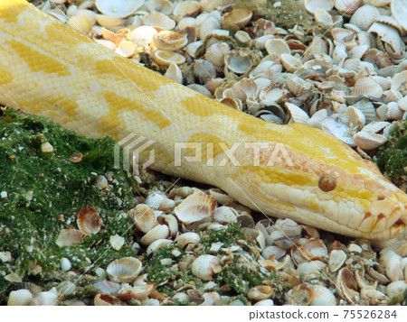 boa constrictor boa constrictor 75526284
