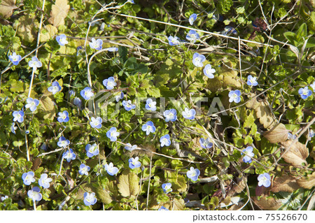 Persian speedwell blooming on the ridge Persian speedwell blooming on the ridge 75526670