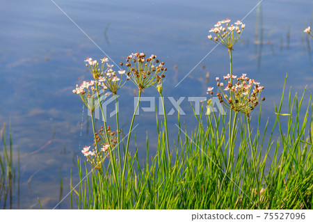 Flowering Rush or Grass Rush (Butomus umbellatus) on a river shore Flowering Rush or Grass Rush (Butomus umbellatus) on a river shore 75527096